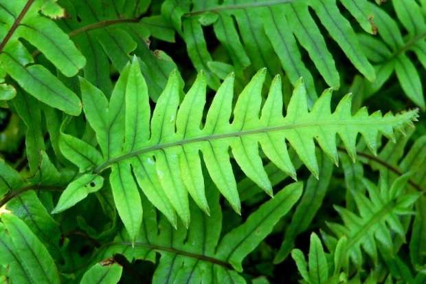 polypodium