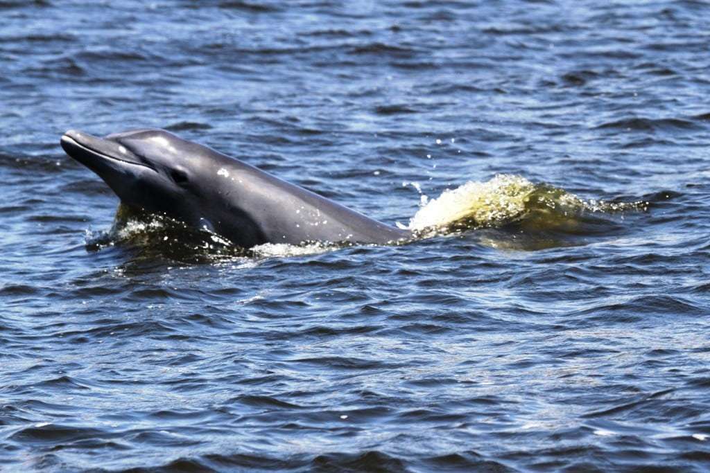 Unesc monitora animais e qualidade da água em rios de SC e RS 7 boto torres 12 02
