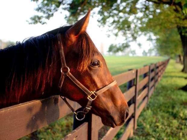 Foto Reprodução Internet