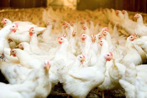 aviario credito Agrostock