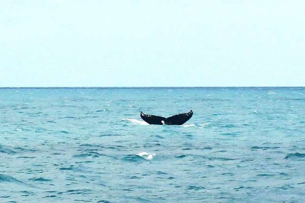 OFICIAL ABROLHOS SEBRAE 04