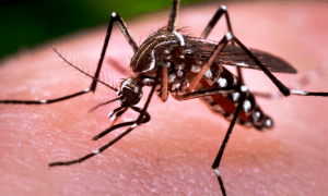 Dengue emergência