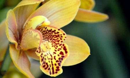 unesc promove 18 mostra de orquideas