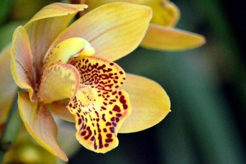 unesc promove 18 mostra de orquideas