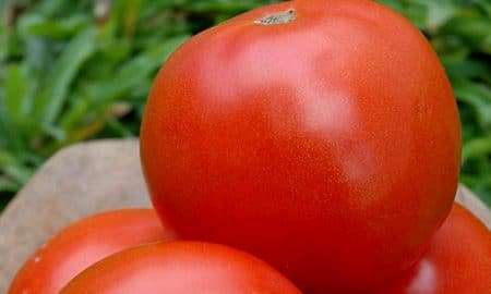 tomate 20161109 1220255837