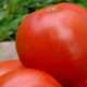 tomate 20161109 1220255837