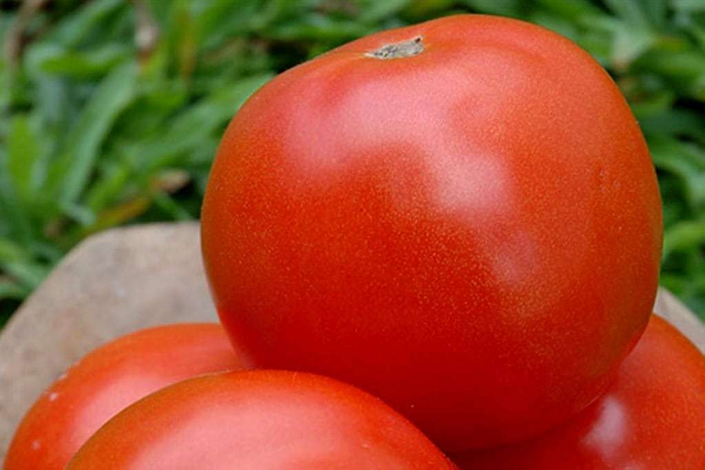 tomate 20161109 1220255837