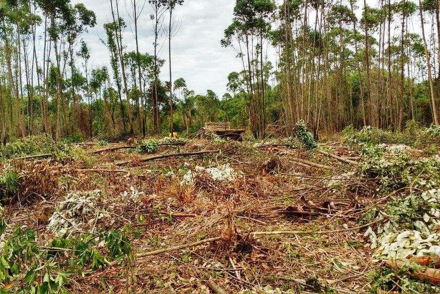 desmatamento 6
