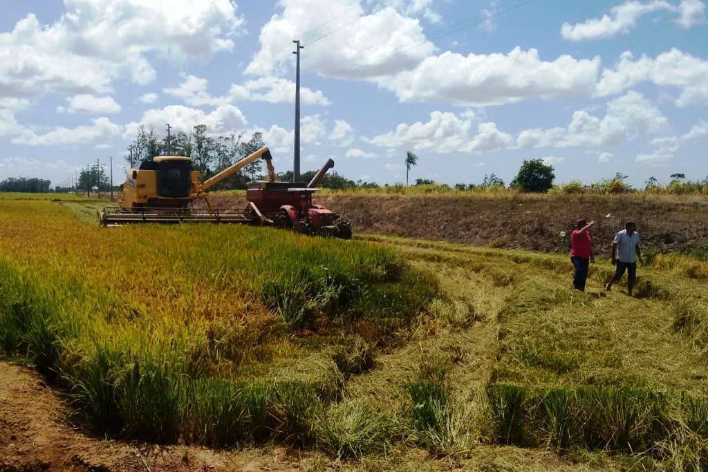 Colheita de arroz dá início a safra em Forquilhinha 3 001