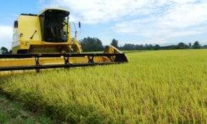 COLHEITA DE ARROZ DSCN9602