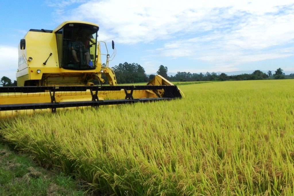 COLHEITA DE ARROZ DSCN9602