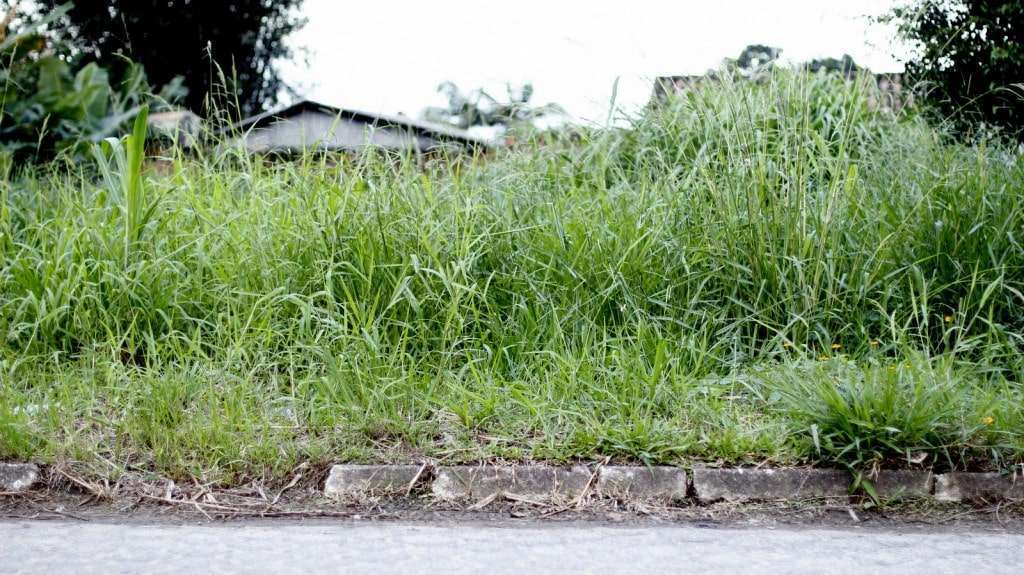 Terrenos baldios em Criciúma Foto de Jhulian Pereira 2