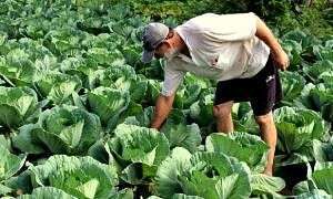 Agricultura Familiar