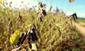 Soja em Forquilhinha IMG 8462