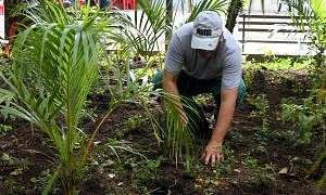 Plantio na Praça Nereu Ramos Foto de Émerson Justo 2