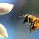 apicultura mel