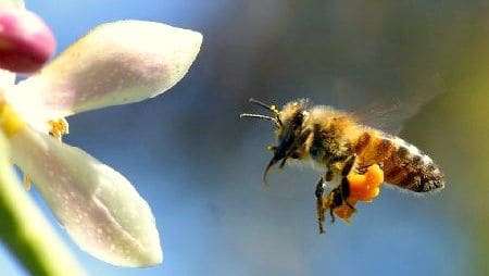 apicultura mel