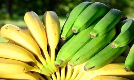 estiagem pode impactar producao de banana em sc 20170922 1664126460