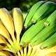 estiagem pode impactar producao de banana em sc 20170922 1664126460
