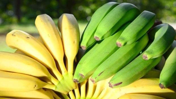 estiagem pode impactar producao de banana em sc 20170922 1664126460