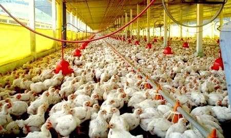 frangos 20170327 1639178414