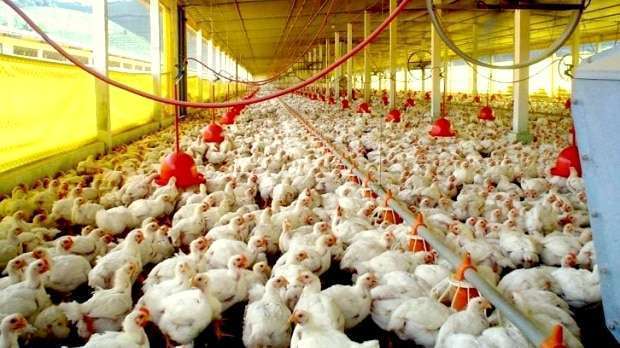 frangos 20170327 1639178414