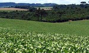 santa catarina tem producao recorde de soja com 24 milhoes de toneladas 20170623 1159158987