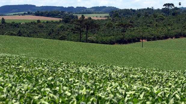 santa catarina tem producao recorde de soja com 24 milhoes de toneladas 20170623 1159158987