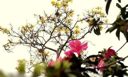 Árvores de Criciúma Foto de Jhulian Pereira