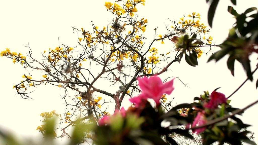 Árvores de Criciúma Foto de Jhulian Pereira