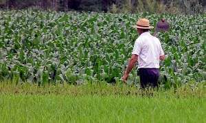 Pronaf Proprietários rurais rural nota fiscal