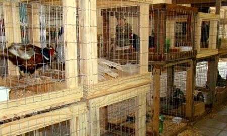 animais em exposicao na heimafest