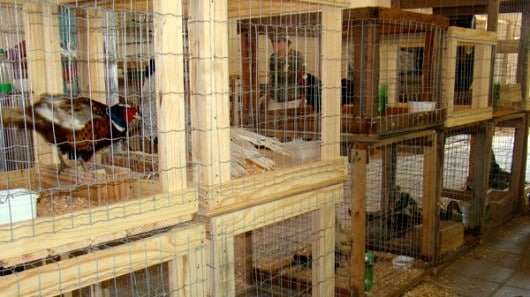 animais em exposicao na heimafest