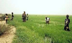 arroz senegal unesc