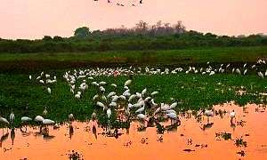 pantanal