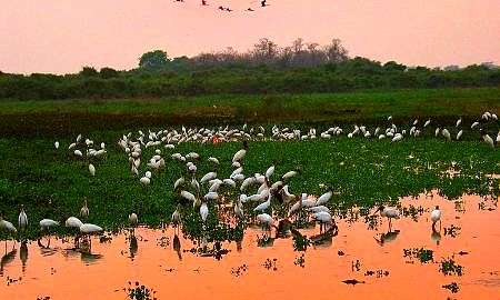 pantanal