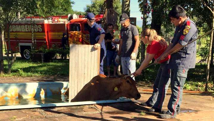Vaca cai em piscina e bombeiros são acionados para salvamento 9 vaca 2