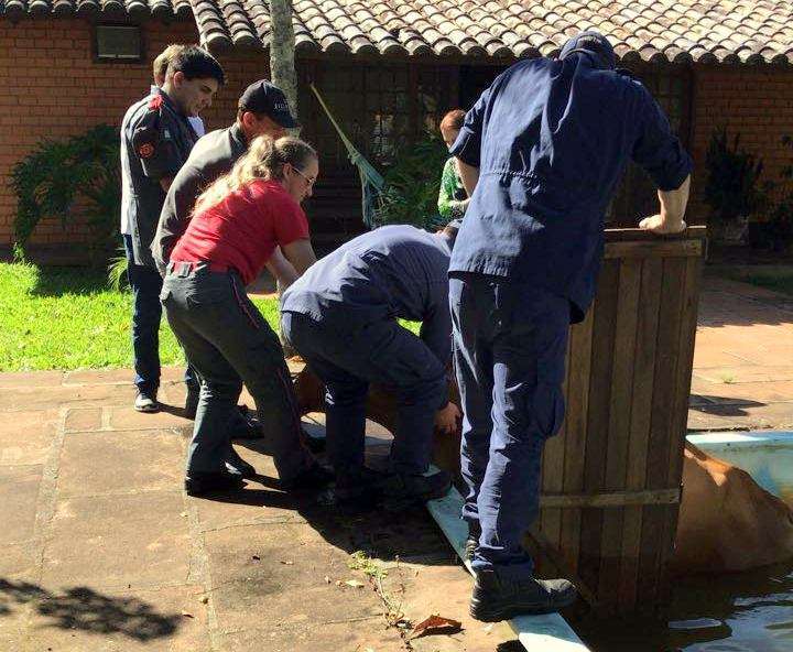 Vaca cai em piscina e bombeiros são acionados para salvamento 8 vaca 3