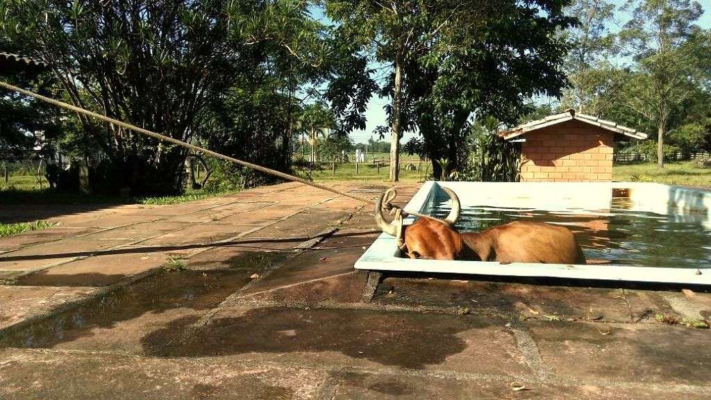 Vaca cai em piscina e bombeiros são acionados para salvamento 7 vaca 4