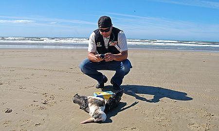 AcervoMuseu Rodrigobiólogoalbatroz