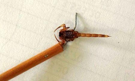 Tityus serrulatus Arquivo Decom