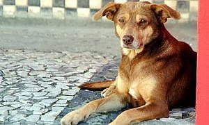 florianopolis cuidados com os animais em dia de calor 20171220 1950537201