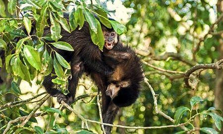 parque ecologico macacos