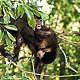 parque ecologico macacos