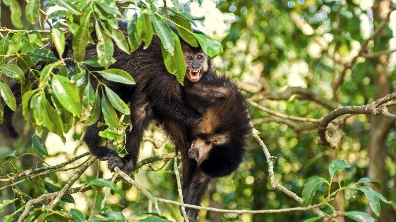 parque ecologico macacos