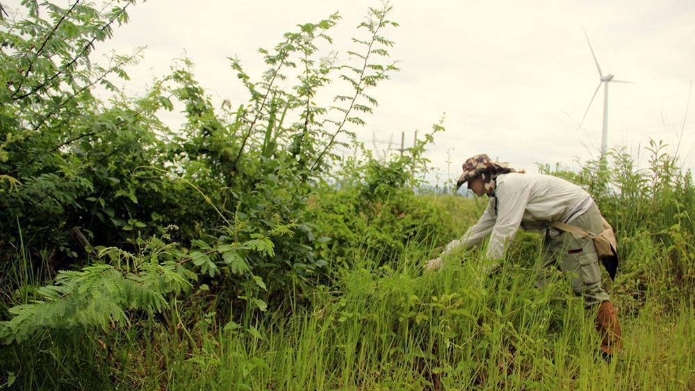 DNIT e consórcio fazem segunda campanha de afugentamento animal na BR 101 SulSC 2