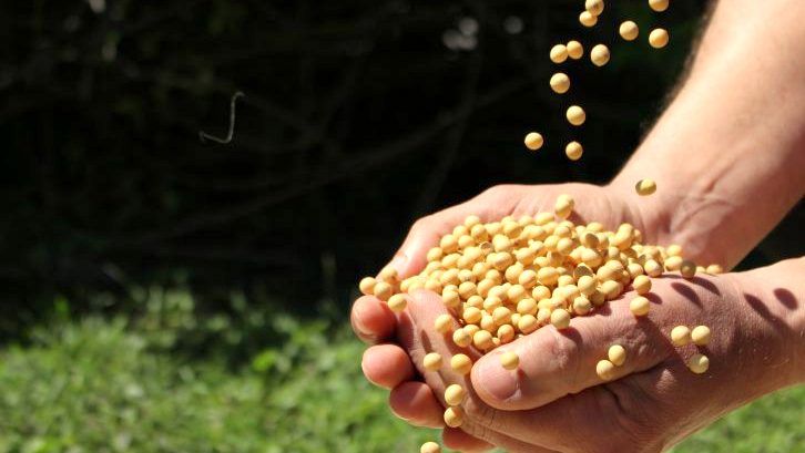 santa catarina espera safra recorde de soja 20180220 2011148700