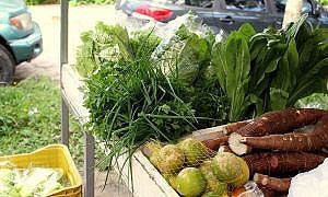secretaria da agricultura incentiva investimentos na producao de organicos 20180226 1913234957