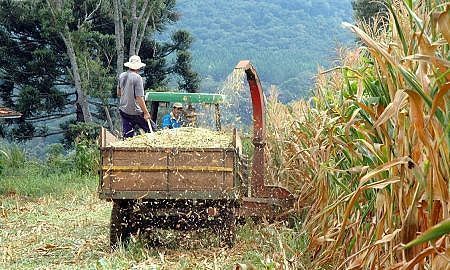 agricultura producao de milho silagem 20170927 1497682796