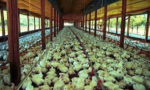 agroindústria frango